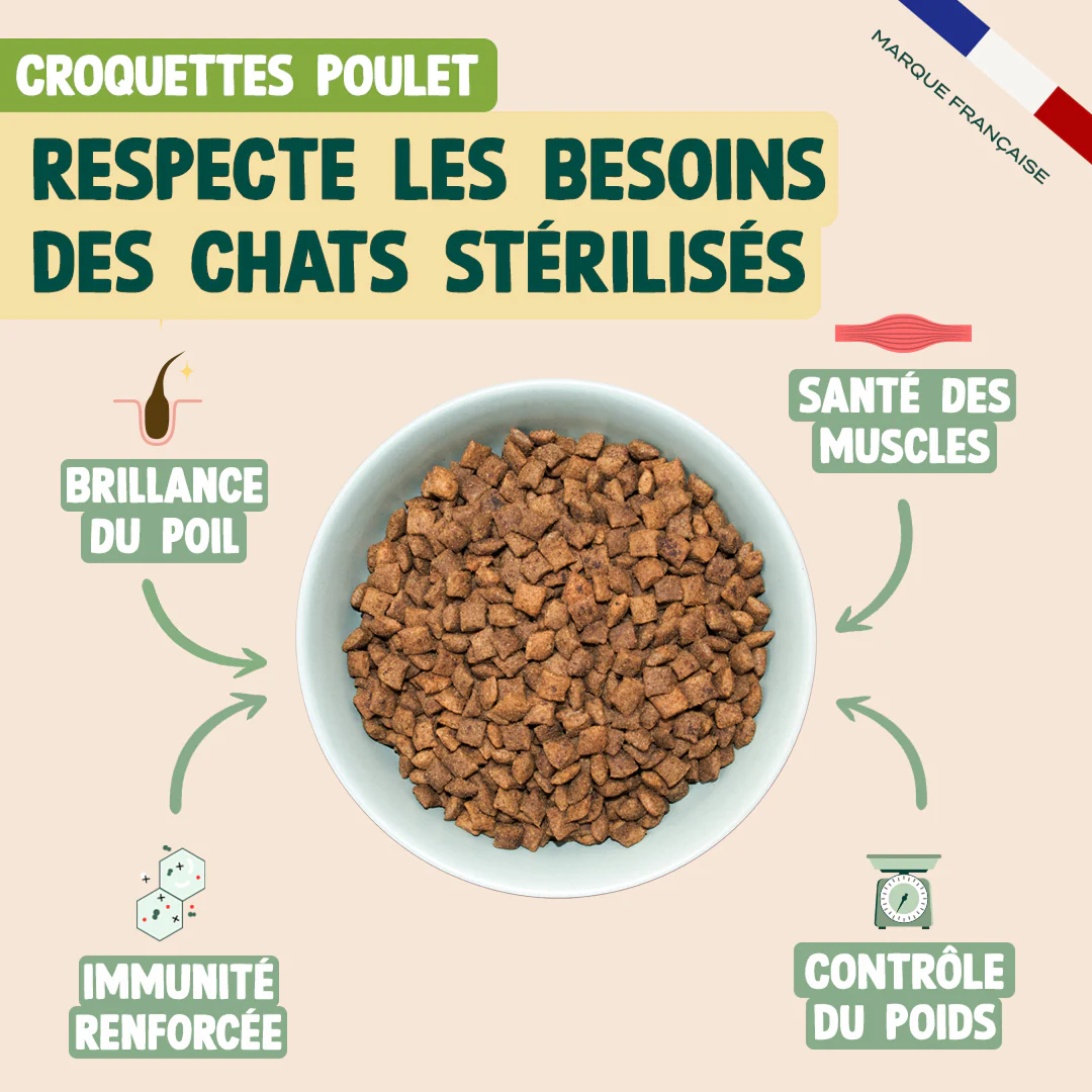PACK DÉCOUVERTE CHAT - Image 3