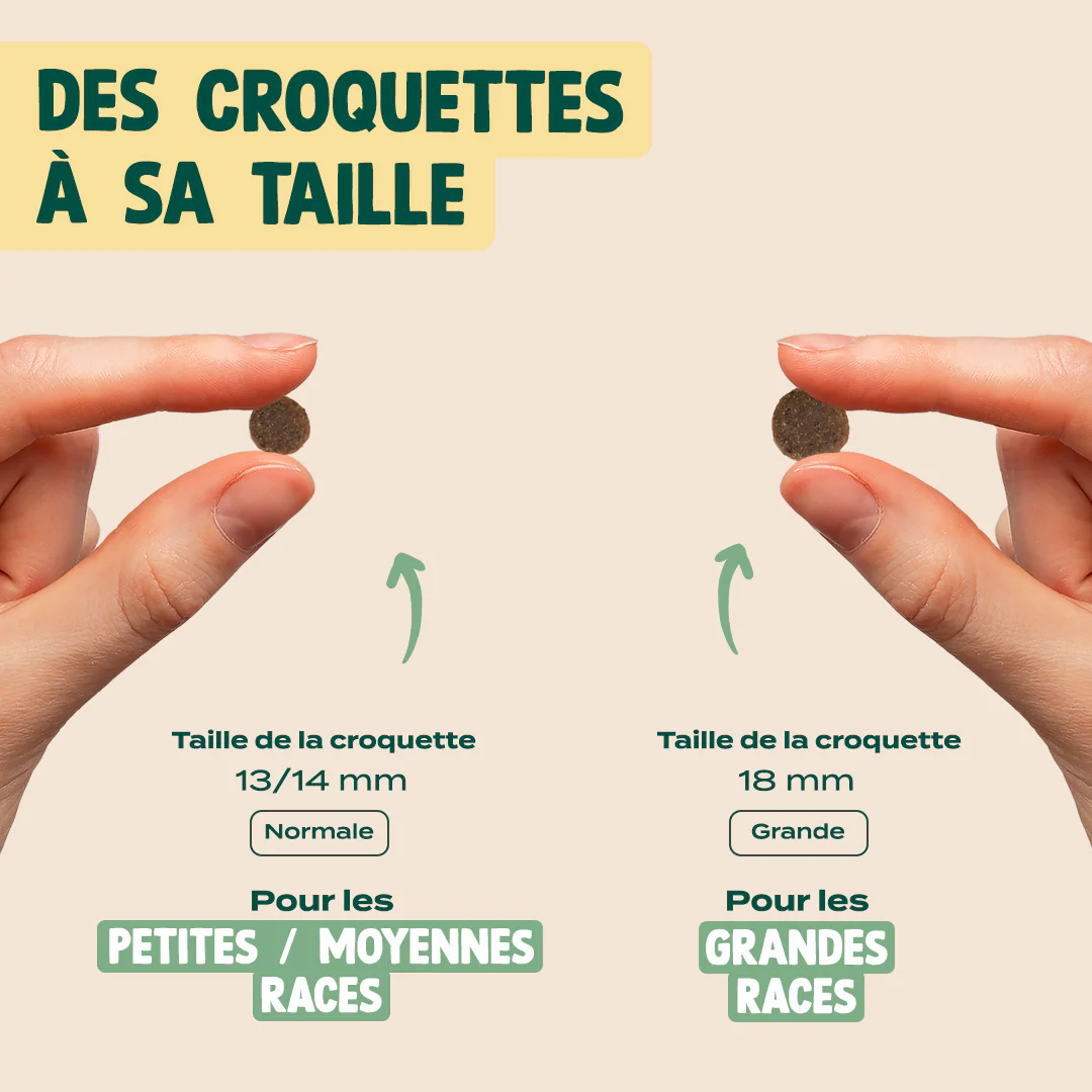 POULET, COURGE, MYRTILLE - Image 6